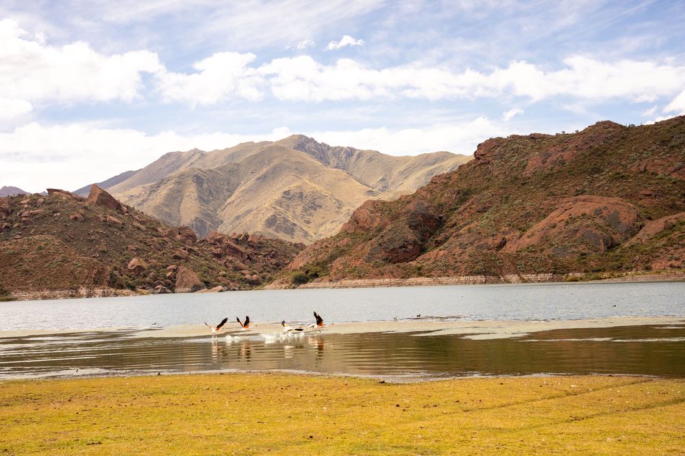 Flamant rose lagune Road-trip Itinéraire Salta Nord Argentine boucle nord sud lac