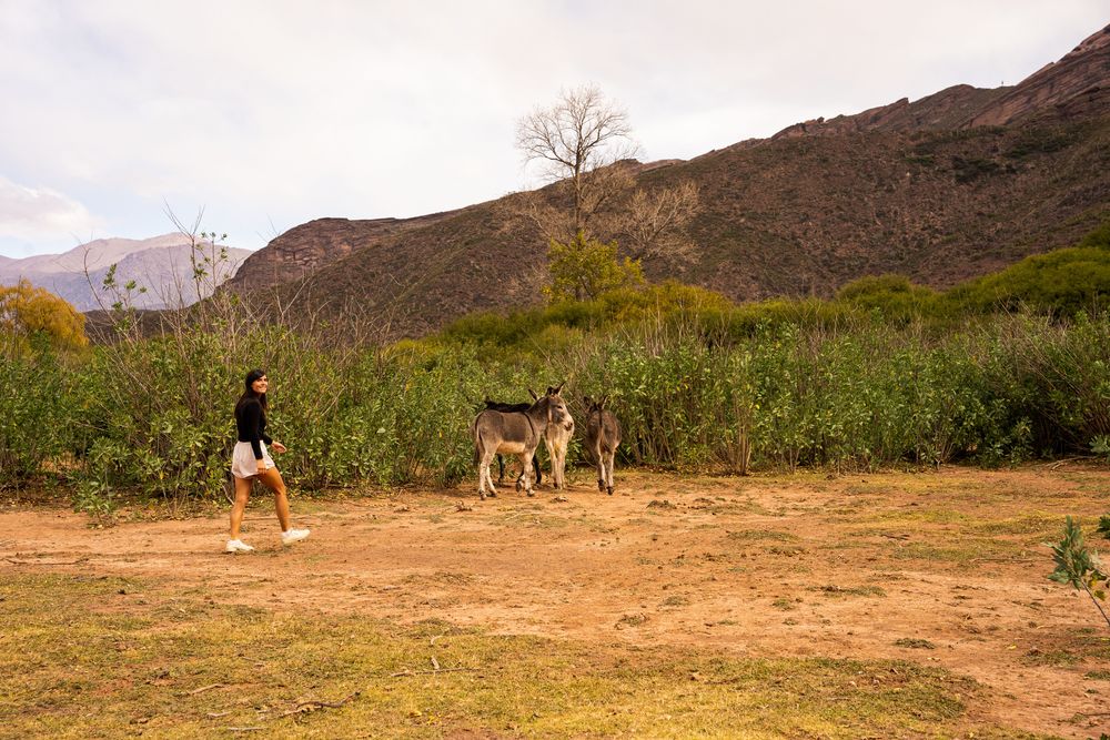 Âne Road-trip Itinéraire Salta Nord Argentine boucle nord sud ânes