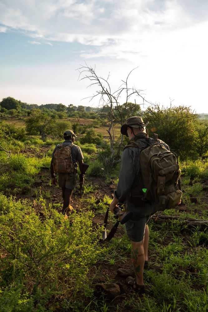 Walking safari Pafuri Camp Safari au Nord du Parc Kruger en Afrique du Sud 