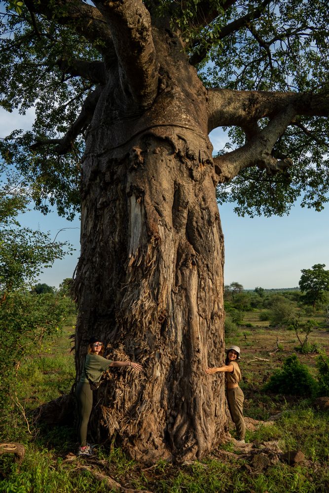 Baobab Pafuri Camp Safari au Nord du Parc Kruger en Afrique du Sud 