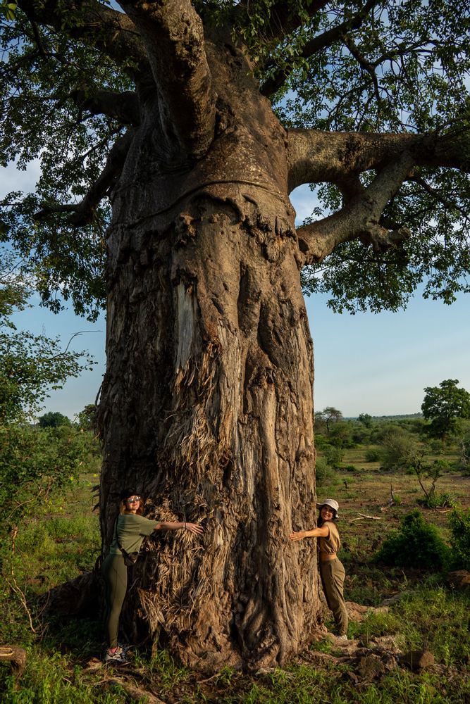 Parc Kruger Afrique du Sud Safari Baobab