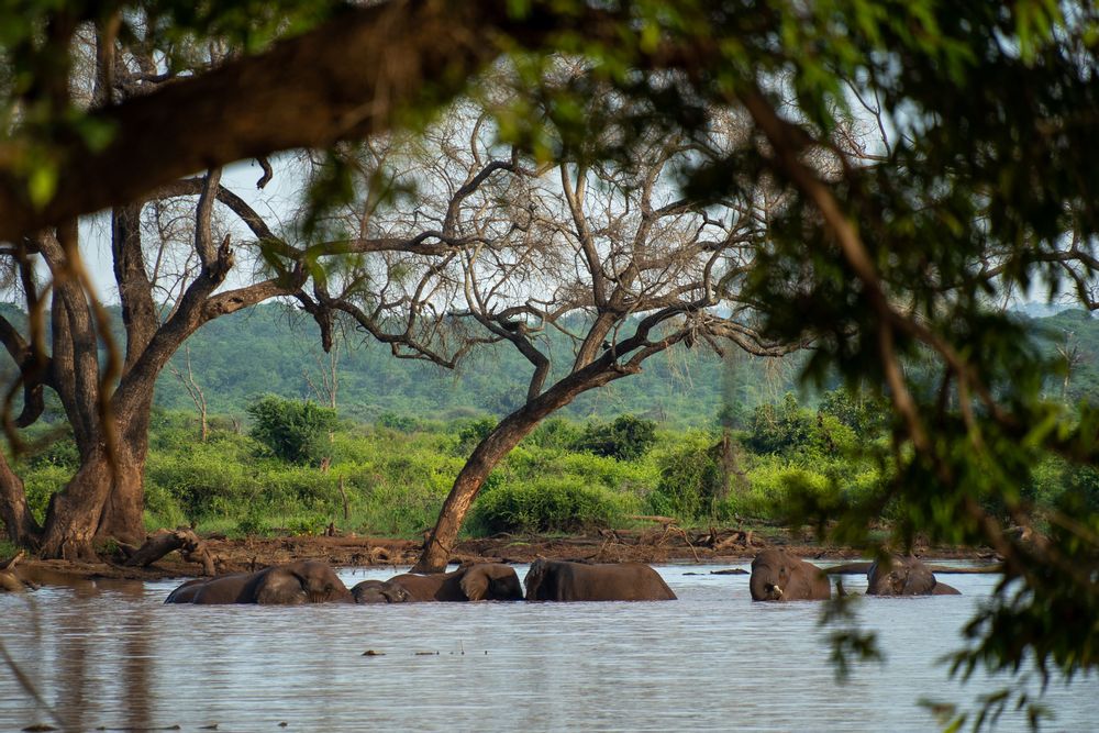 Éléphant lors d'un safari vers Pafuri Parc Kruger Afrique du Sud