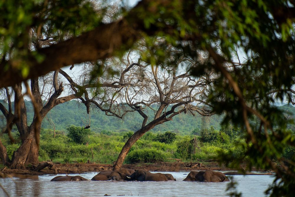 Éléphants qui prennent leur bain Pafuri Camp Safari au Nord du Parc Kruger en Afrique du Sud Walking Safari