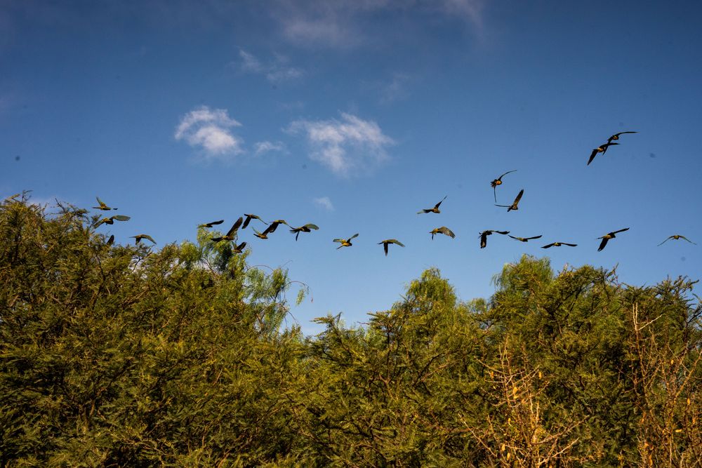 Oiseaux Que faire autour de Salta Nord de l'Argentine ? Itinéraire, road-trip, paysages - boucle sud