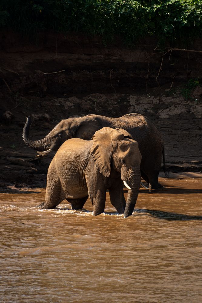 Éléphant dans la rivière au Parc Kruger Afrique du Sud Safari