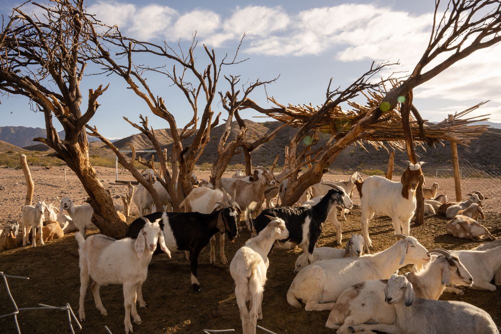 Chèvres - Road-trip Itinéraire Salta Nord Argentine boucle nord sud chèvres