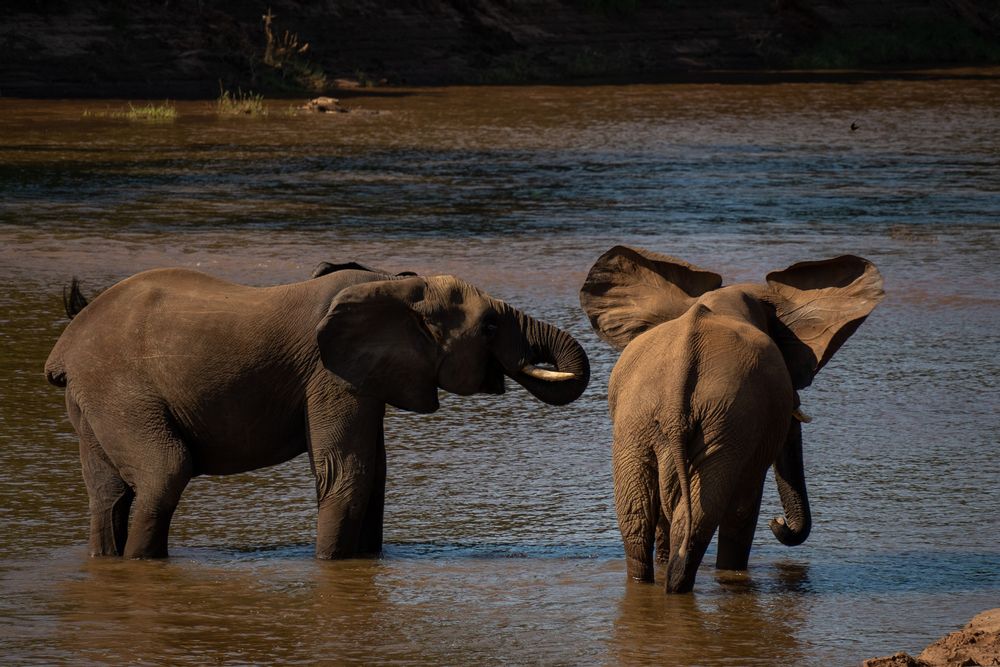 Éléphants Parc Kruger Afrique du Sud Safari