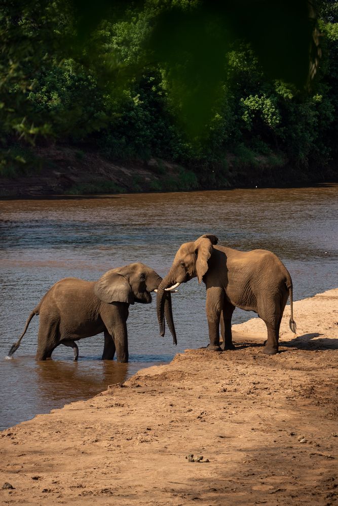 Éléphants Pafuri Camp Safari au Nord du Parc Kruger en Afrique du Sud 