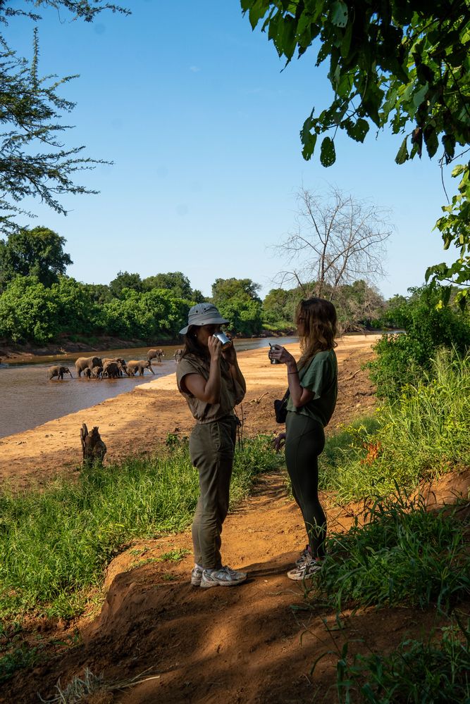 Elephants Pafuri Camp Safari au Nord du Parc Kruger en Afrique du Sud 