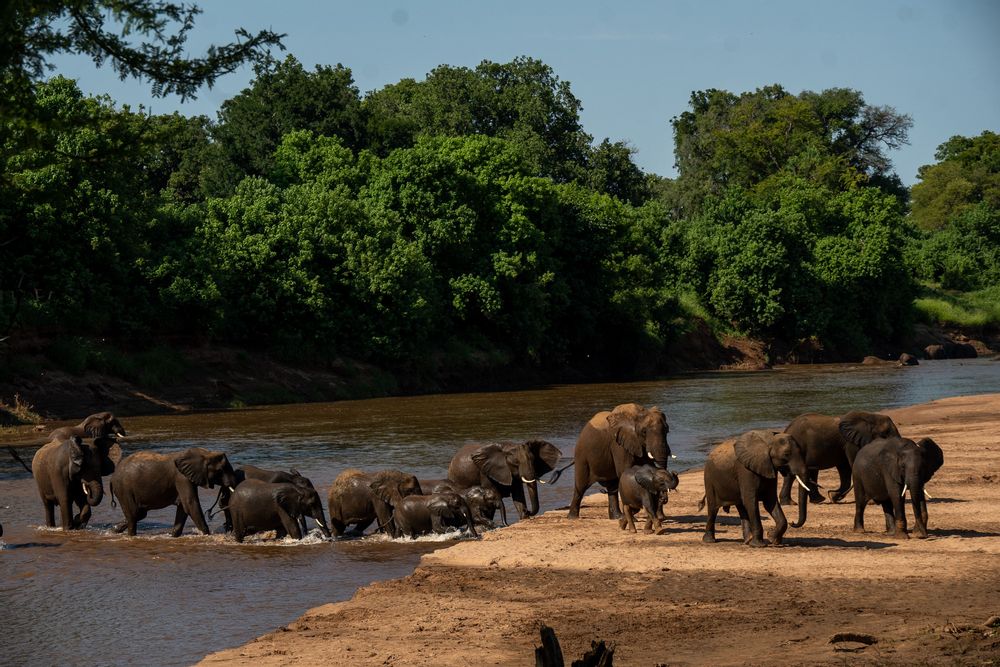 Éléphants Zèbres Pafuri Camp Safari au Nord du Parc Kruger en Afrique du Sud 