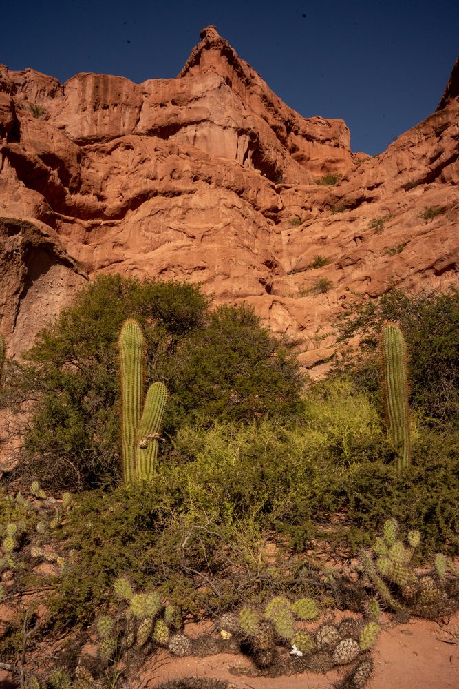 Cactus et falaise ocre Que faire autour de Salta Nord de l'Argentine ? Itinéraire, road-trip, paysages - boucle sud