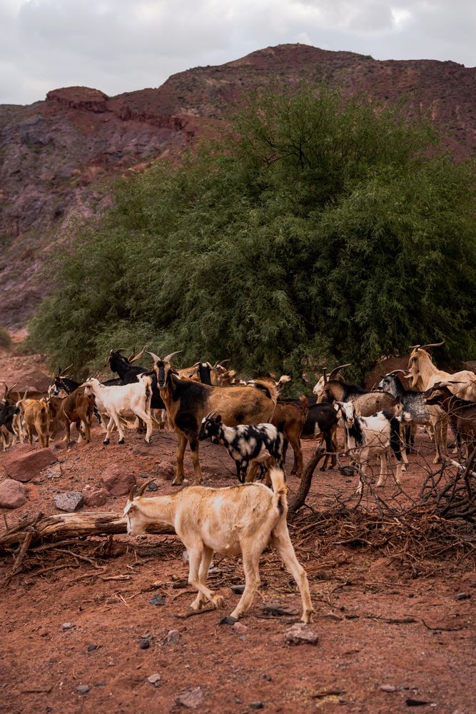 Que faire autour de Salta Nord de l'Argentine ? Itinéraire, road-trip, paysages - boucle sud 