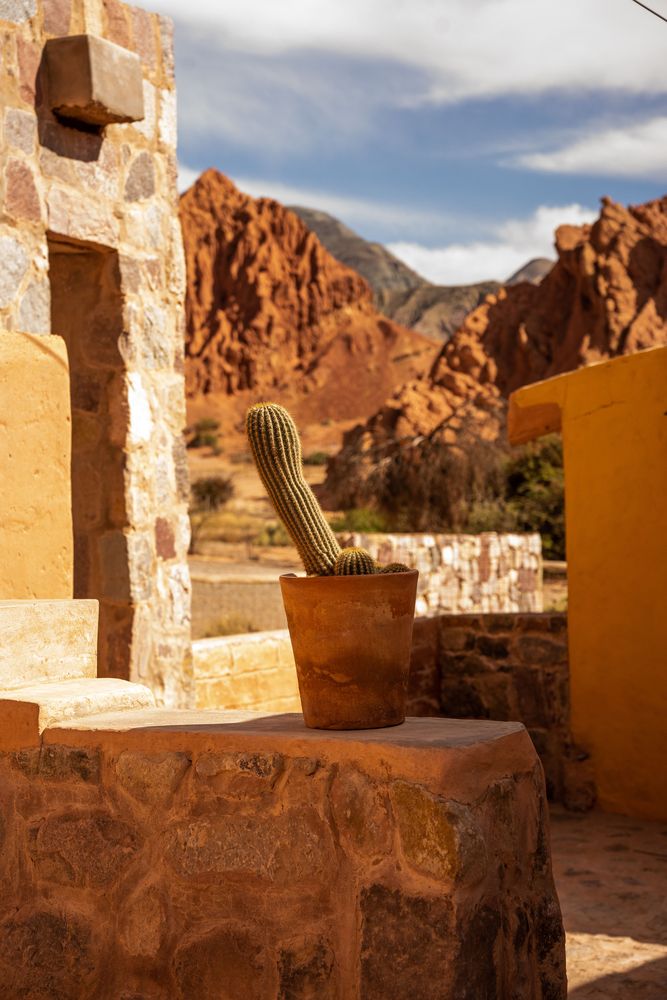 Cactus Que faire autour de Salta Nord de l'Argentine ? Itinéraire, road-trip, paysages - boucle nord, Purmamarca