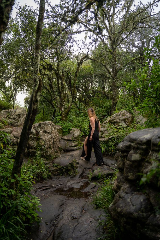 Forêt God's Window Road-trip Blyde River Canyon Graskop Panorama Road Itinéraire Afrique du Sud 