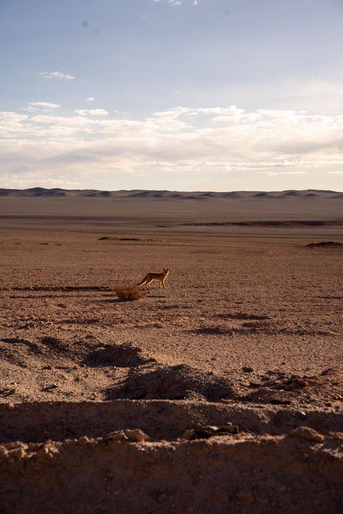 Chacal Tolar Grande Argentine road-trip itinéraire conseils