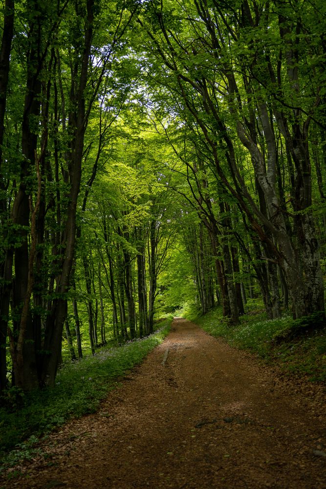 Vitosha Randonnée Sofia Bulgarie