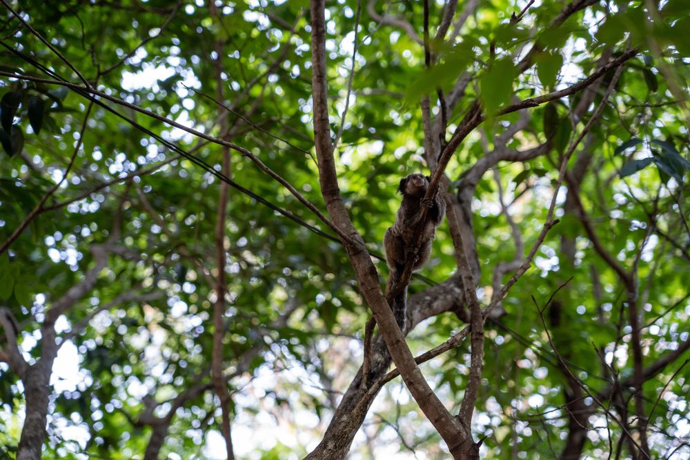 singe Chapada Diamantina Brésil vale do pati Lençois 