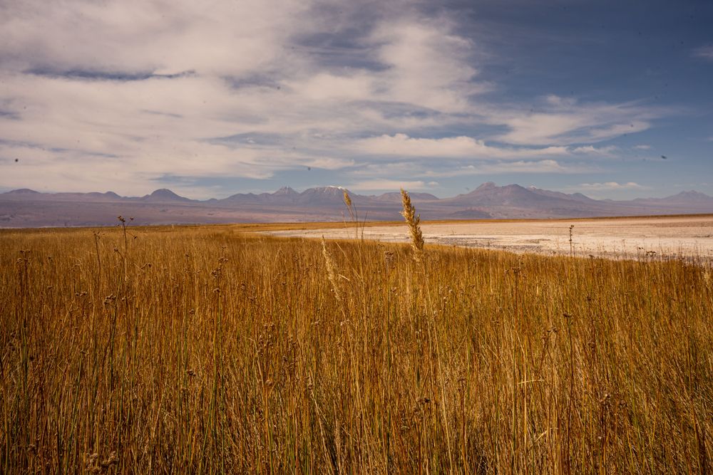 Laguna Cejar Désert d'Atacama San Pedro de Atacama Chili
