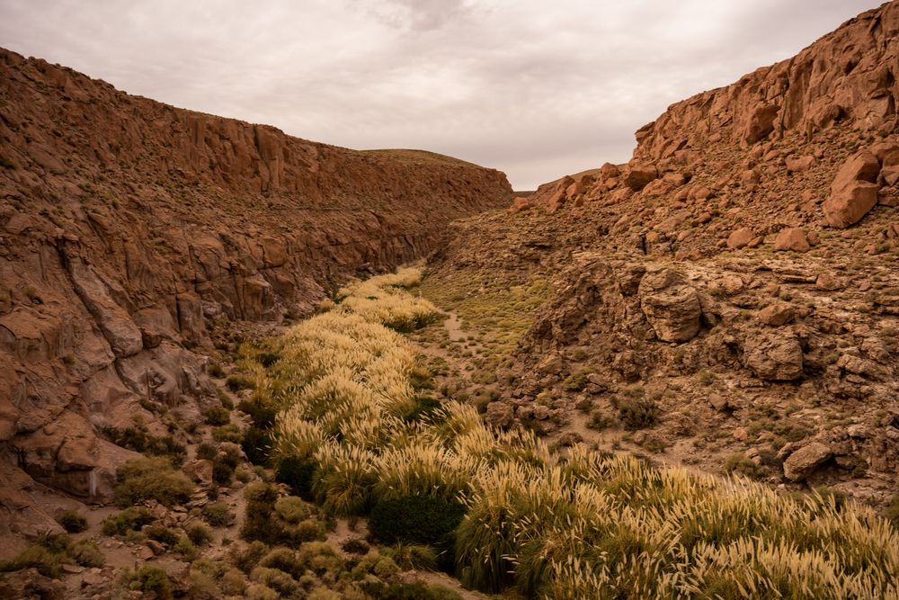 Vallée des Cactus Canyon de Guatin Désert d'Atacama San Pedro de Atacama Chili