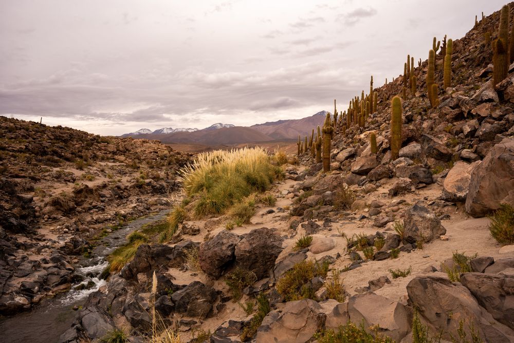 Vallée des Cactus Canyon de Guatin Désert d'Atacama San Pedro de Atacama Chili