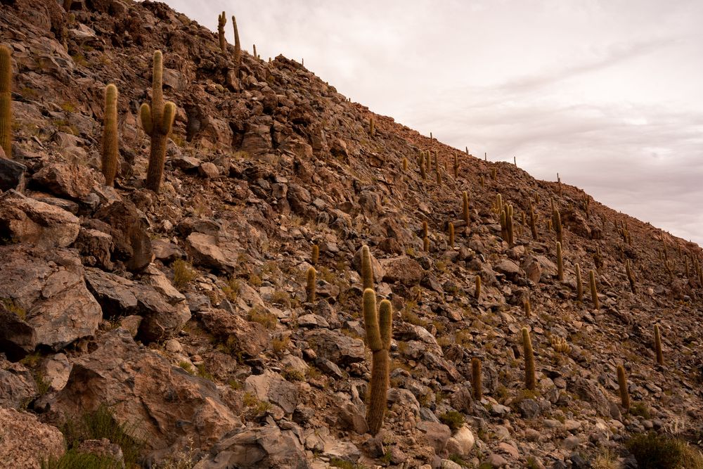 Vallée des Cactus Canyon de Guatin Désert d'Atacama San Pedro de Atacama Chili