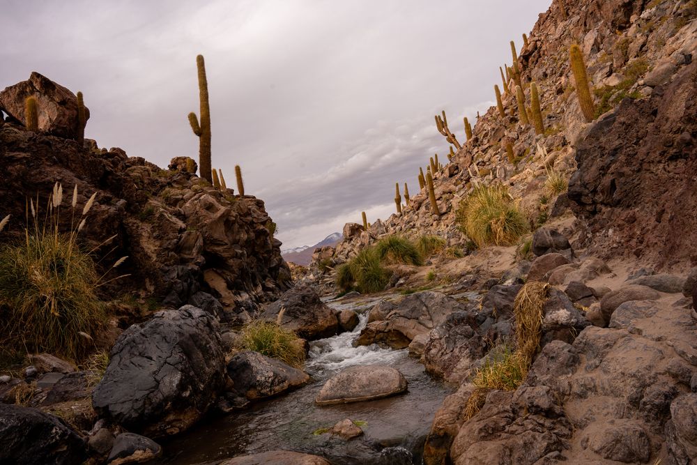 Vallée des Cactus Canyon de Guatin Désert d'Atacama San Pedro de Atacama Chili