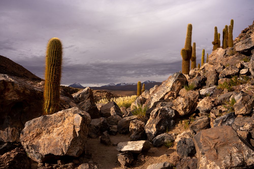 Vallée des Cactus Canyon de Guatin Désert d'Atacama San Pedro de Atacama Chili