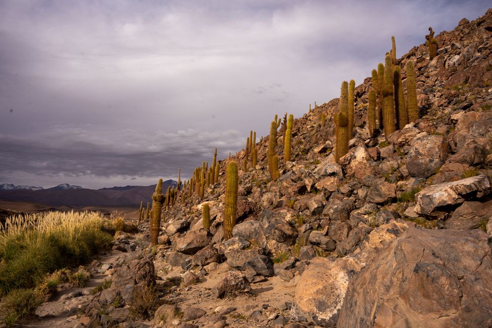 Vallée des Cactus Canyon de Guatin Désert d'Atacama San Pedro de Atacama Chili