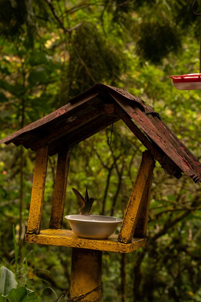 Salento Trek Randonnée de la Vallée de Cocora Colombie