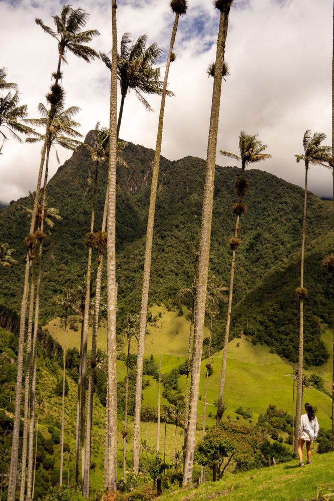 Salento Trek Randonnée de la Vallée de Cocora Colombie 