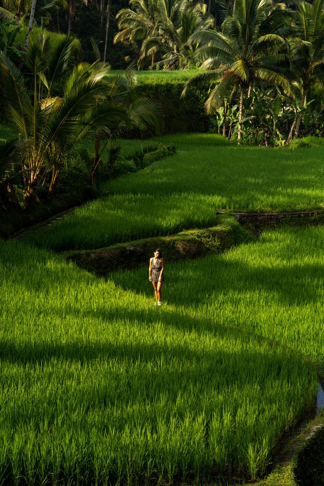 Rizière Ubud Bali