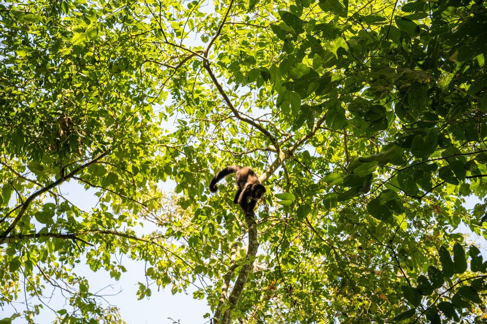 singe chutes d'iguazu brésil