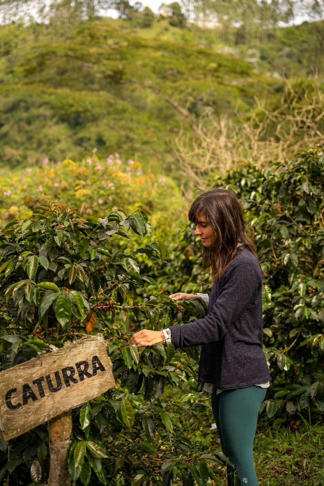 Finca de Café Salento Colombie - Finca El Ocaso