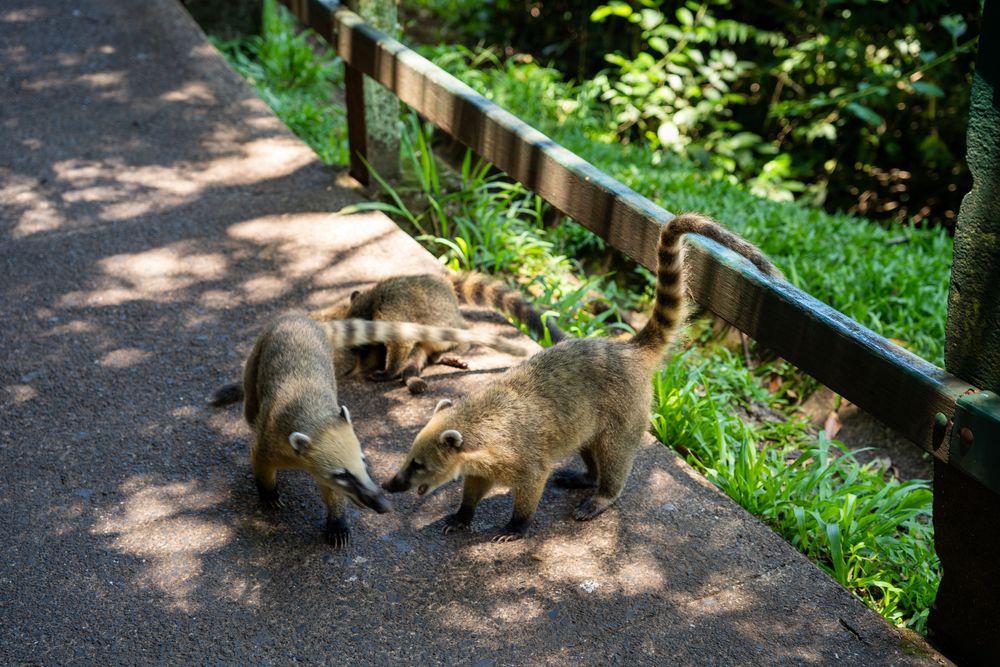 racoon chutes d'iguazu brésil