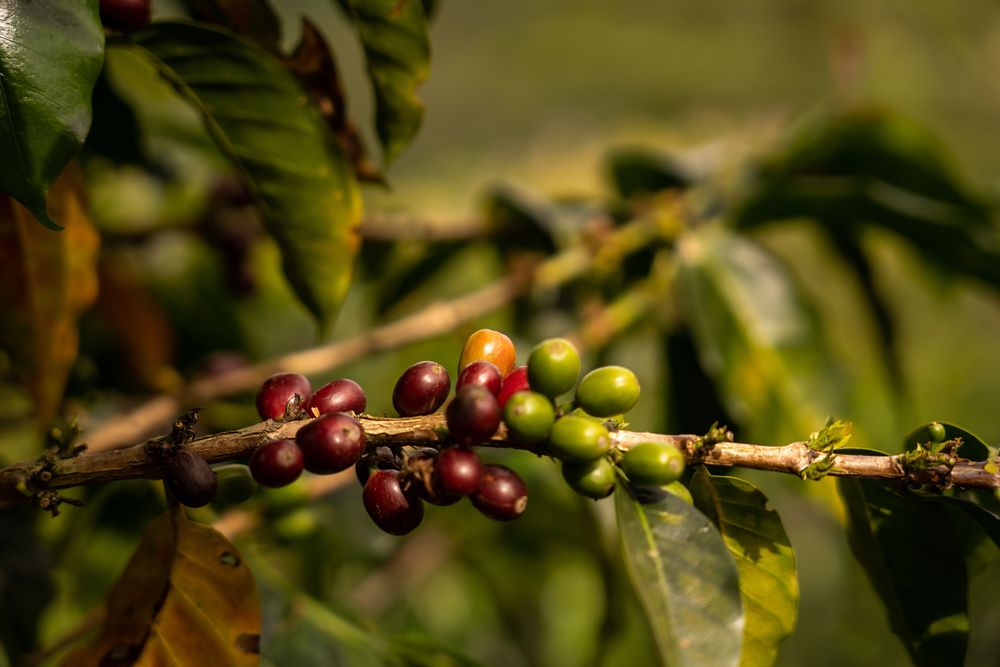 Finca de Café Salento Colombie - Finca El Ocaso