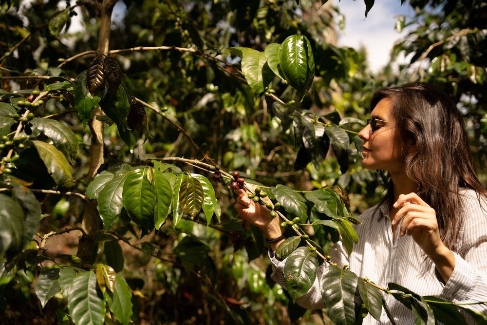 Finca de Café Salento Trek Randonnée de la Vallée de Cocora Colombie