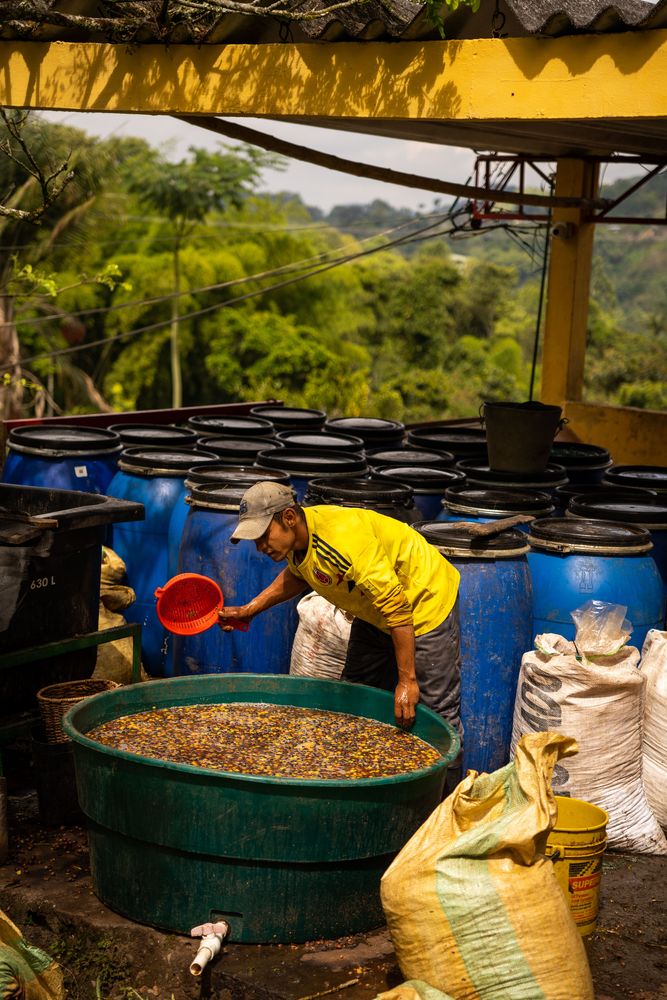 Finca de Café Salento Colombie - Finca El Ocaso