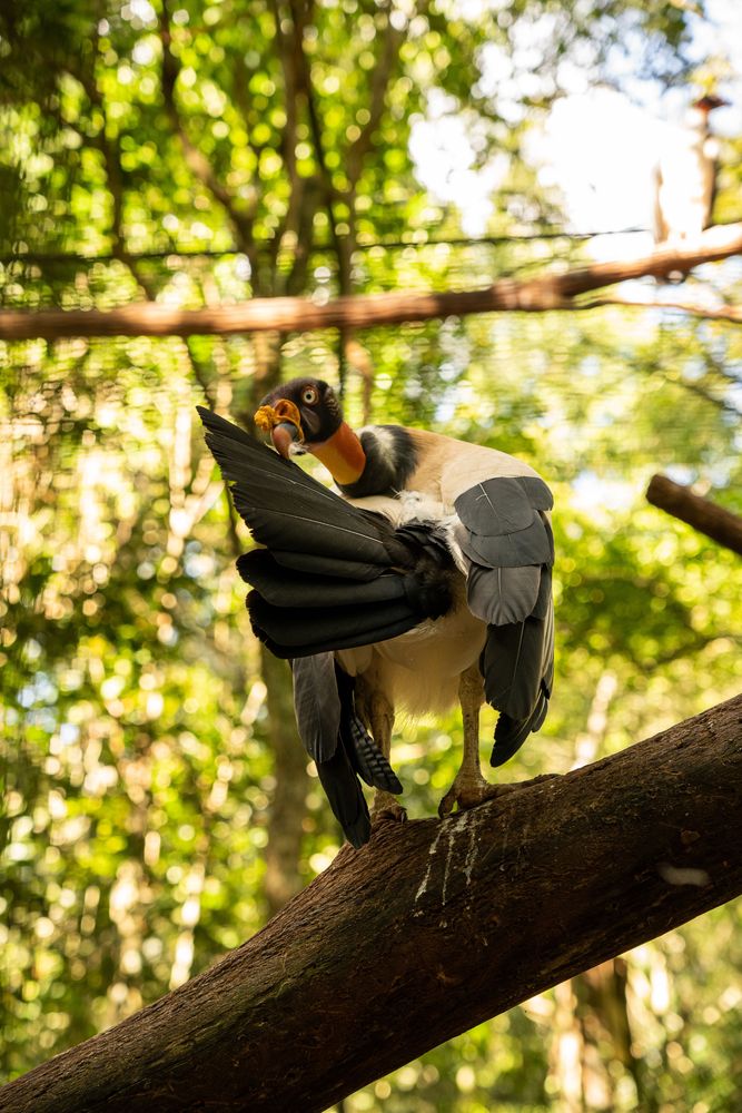 oiseau chutes d'iguazu brésil
