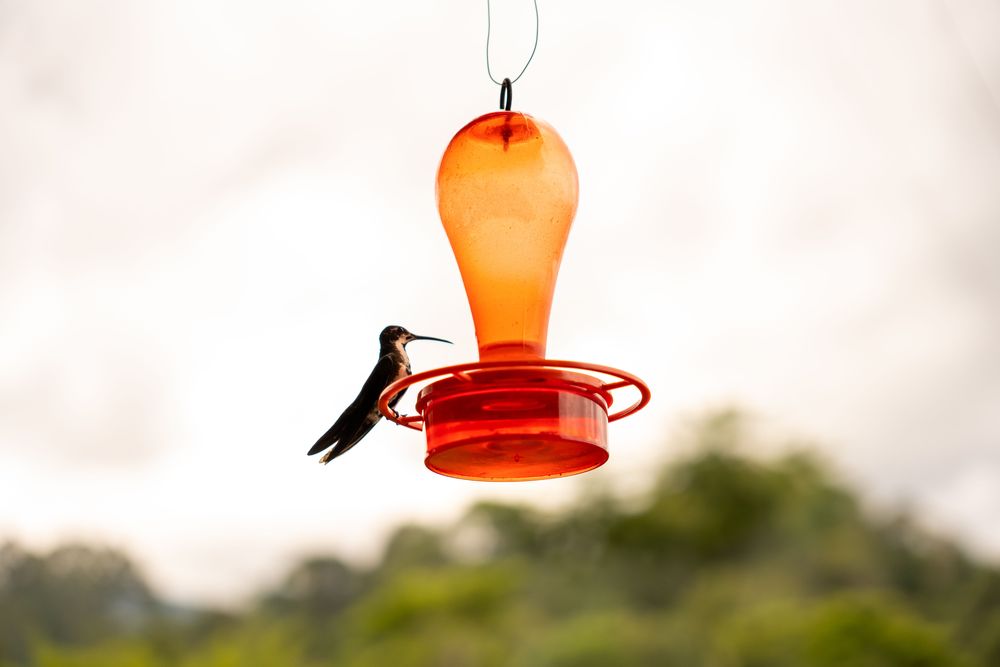 Salento Trek Randonnée de la Vallée de Cocora Colombie