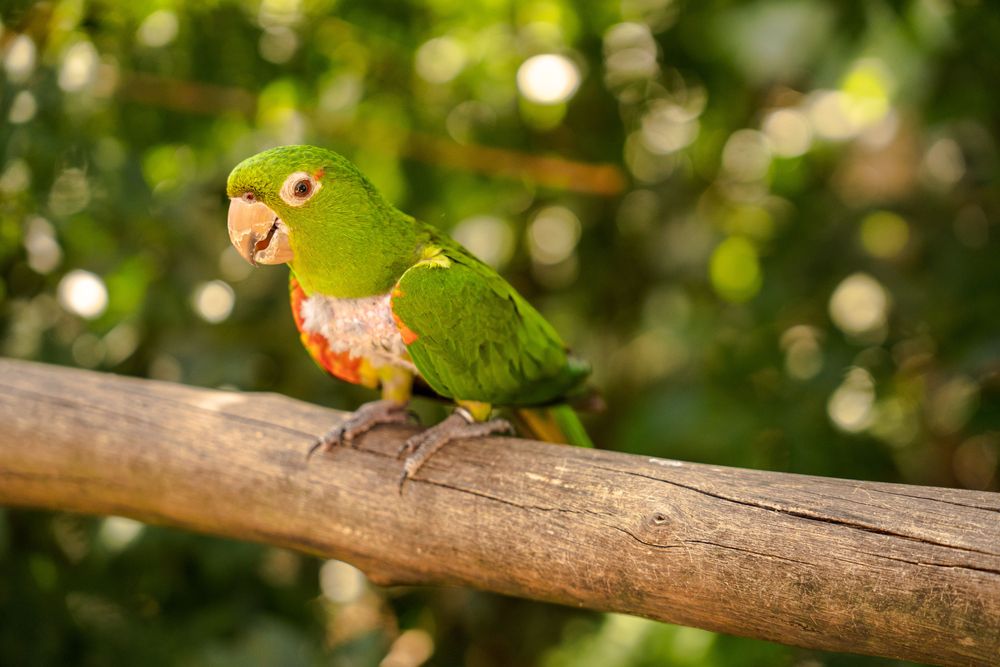 oiseau perroquet chutes d'iguazu brésil