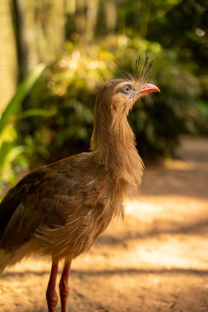 oiseau perroquet chutes d'iguazu brésil