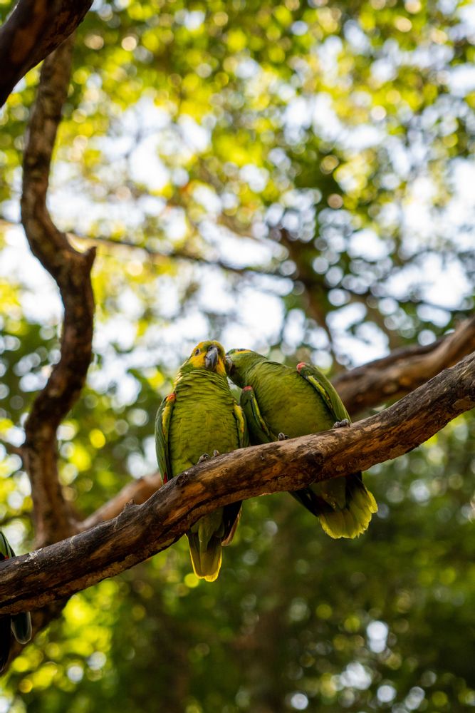 oiseau perroquet chutes d'iguazu brésil