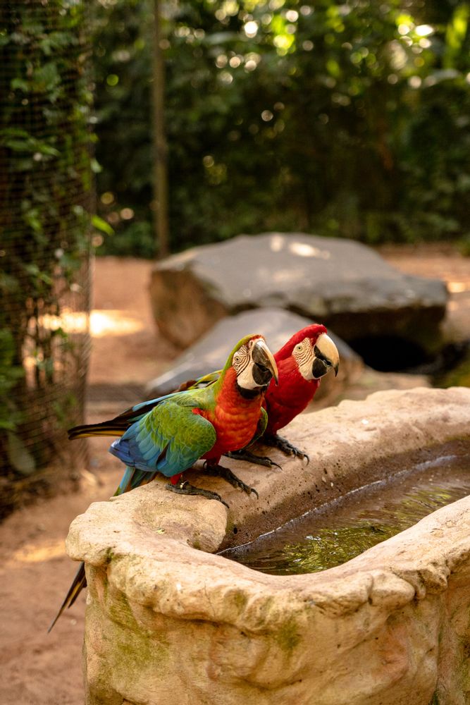 oiseau perroquet chutes d'iguazu brésil