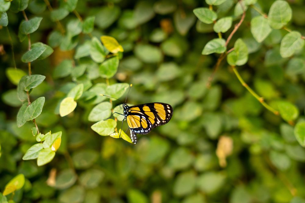 chutes d'iguazu papillon brésil