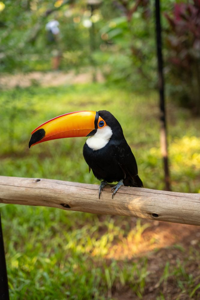 Chutes d'Iguazu cascades Brésil Argentine