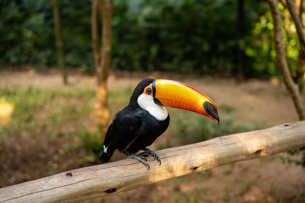 oiseau perroquet chutes d'iguazu brésil
