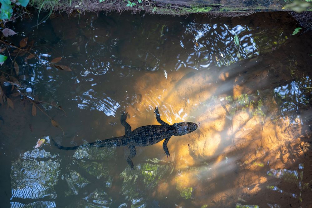 chutes d'iguazu brésil caiman