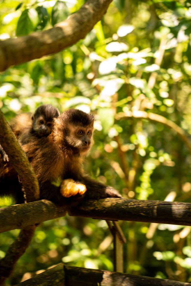 singe chutes d'iguazu brésil