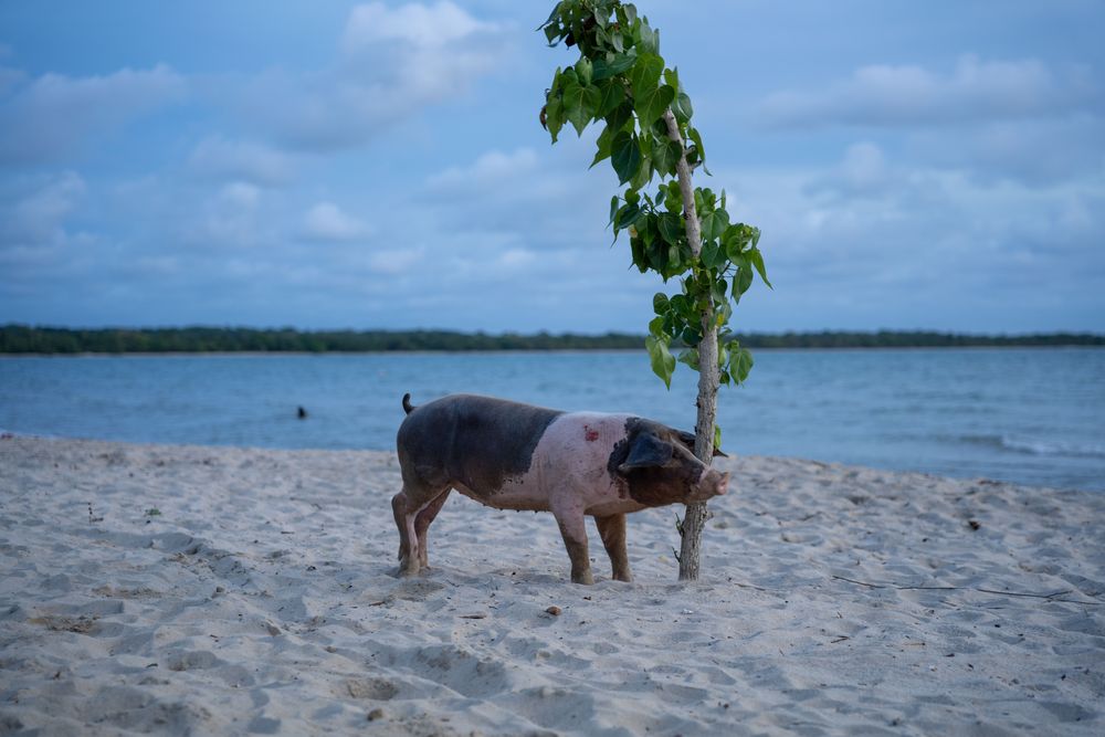 Cochon Rincon del Mar Colombie