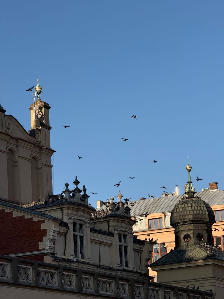 quartier historique oiseaux Cracovie
